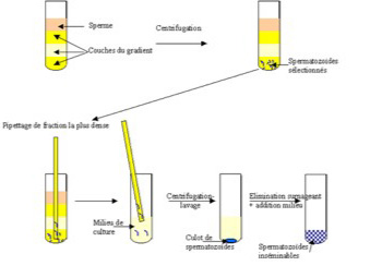 schema